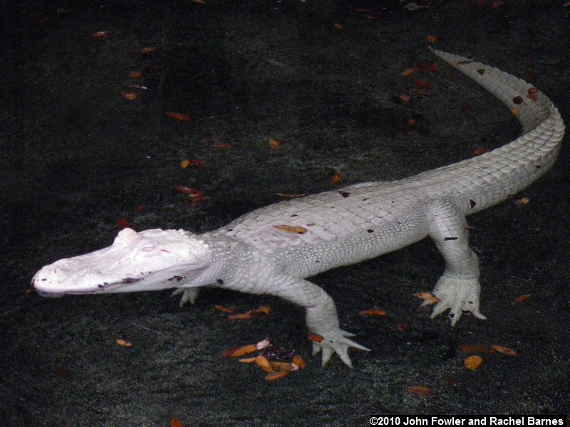 American Alligator Alligator mississippiensis 